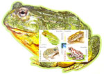 Frogs - Namibia Stamps