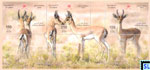 Oman Stamps - Arabian Gazelle, Deer