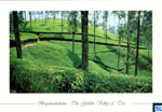Bogawanthalawa - The Golden Valley of Tea