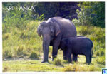 Sri Lanka Fauna Postcard - Elephants