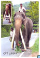 Sri Lanka Fauna Postcard - Millangoda Raja