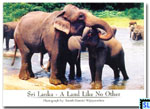 Sri Lanka Fauna Postcard - Pinnawala Elephant Orphanage
