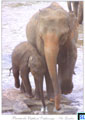 Sri Lanka Fauna Postcard - Pinnawala Elephant Orphanage