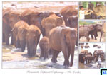 Sri Lanka Fauna Postcard - Pinnawala Elephant Orphanage
