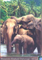 Sri Lanka Fauna Postcard - Kandy Perahera
