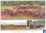 Sri Lanka Fauna Postcard - FPinnawala Elephant Orphanage
