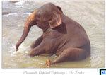 Sri Lanka Fauna Postcard - Pinnawala Elephant Orphanage
 