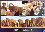 Sri Lanka Fauna Postcard - Pinnawala Elephant Orphanage