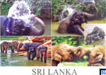 Sri Lanka Fauna Postcard - Kandy Perahera