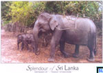 Sri Lanka Fauna Postcard - Elephants - Yala National Park