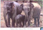 Sri Lanka Animal Postcard - Elephants Yala National Park