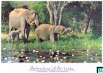 Sri Lanka Animal Postcard - Elephants Yala National Park
