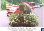 Sri Lanka Animal Postcard - Elephant