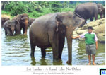 Sri Lanka Animal Postcard - Pinnawala Elephant Orphanage