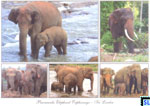 Sri Lanka Animal Postcard - Pinnawala Elephant Orphanage