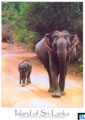 Sri Lanka Animal Postcard - Elephants Yala National Park