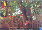 Sri Lanka UNESCO Postcard - Jaya Sri Maha Bodhi Anuradhapura 

