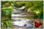 Sri Lanka UNESCO Postcard - Sinharaja Forest Reserve