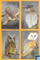 Thailand Stamps - Owls