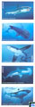 USA Fish Stamps 2017 - Sharks